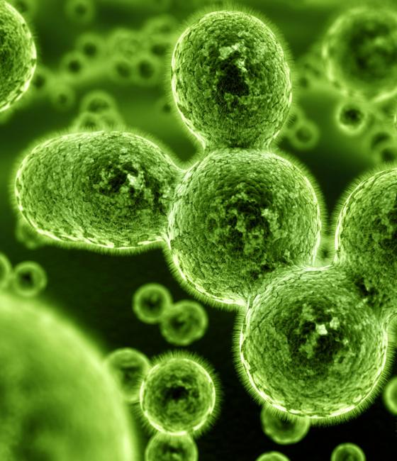Guibor Omega life science 